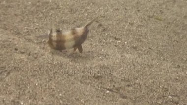 Renkli balık temiz kumlu altta berrak su, Filipinler ocean.