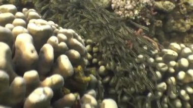 Okyanusu yaban hayatı Türkiye Sualtı renkli balık sürüsü.