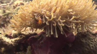 Anemon çiçeği ve yaban hayatı Filipinler okyanustaki suyun altında palyaço balığı.