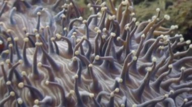 Anemon sualtı yaban hayatı Filipinler ocean.