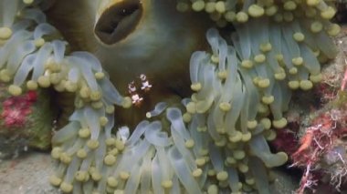 Anemon, Filipinler ocean temiz temizlemek suda kumlu altta