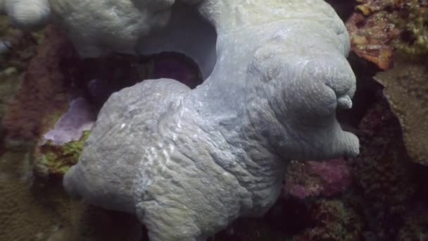 Inconnu sous-marin dans l'océan de la faune Philippines . — Video