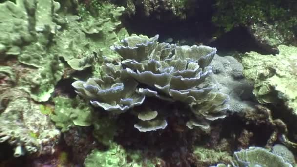 Ярко-зеленые кораллы под водой в океане дикой природы Филиппин . — стоковое видео