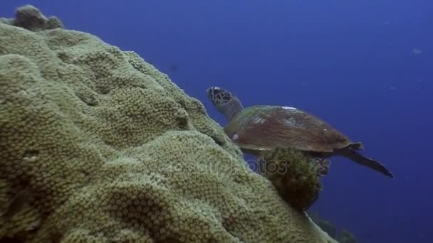 Meeresschildkröte auf Hintergrund von bunten Korallen unter Wasser im Meer der Philippinen. — Stockvideo