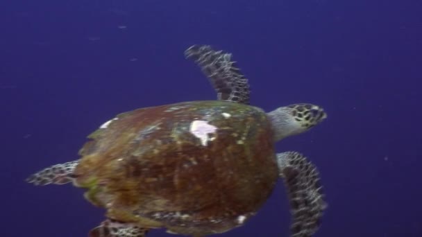Морська черепаха на тлі школа риби під водою, океан Філіппінах. — стокове відео
