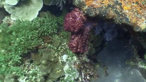 Червоний і барвисті коралів під водою в океані дикої природи Філіппіни. — стокове відео