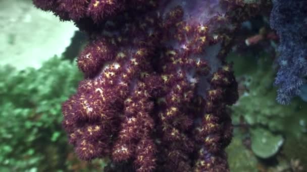 Röd korall under vattnet i havet djurliv Filippinerna. — Stockvideo