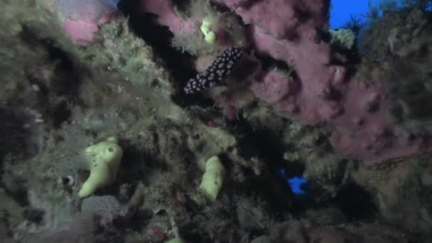 Nudibranch slug on red corals underwater in ocean of wildlife Philippines. — Stock Video
