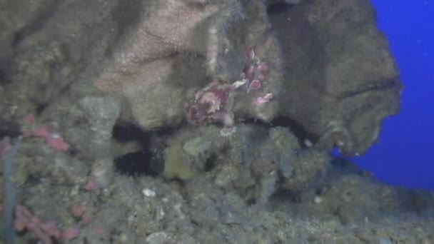 Ďas mořský pod vodou v oceánu wildlife Filipíny. — Stock video