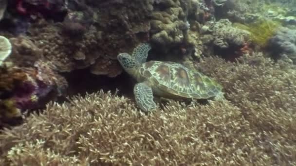 Sea turtle on background of colorful coral underwater in ocean of Philippines. — Stock Video