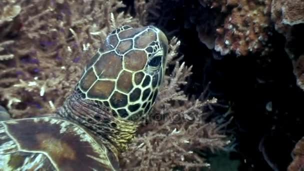 Kopf-Meeresschildkröte auf dem Hintergrund von Korallen unter Wasser im Ozean der Philippinen. — Stockvideo