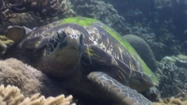 Zeeschildpad op achtergrond van kleurrijke koraal onderwater in de oceaan van Filippijnen. — Stockvideo