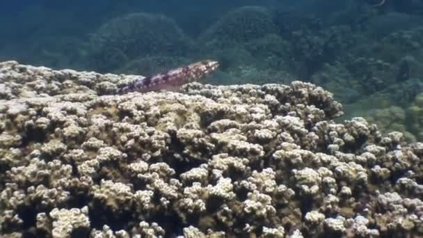 Pesci colorati sott'acqua nell'oceano della fauna selvatica Filippine — Video Stock