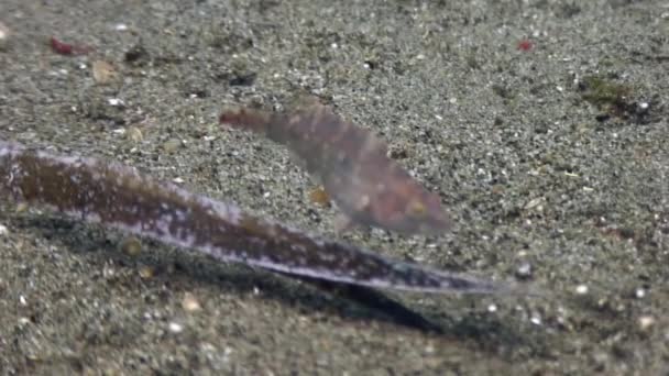 Habitantes del fondo arenoso en busca de alimentos bajo el agua en el océano Filipinas . — Vídeo de stock
