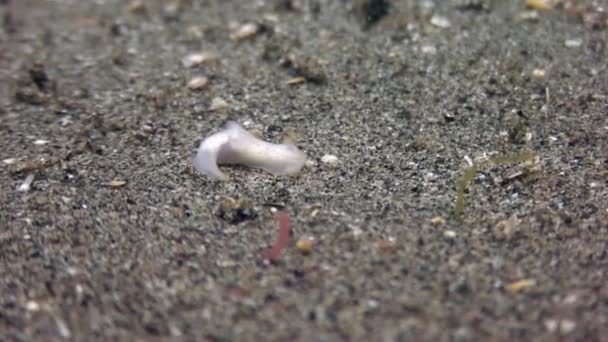 Nudibranch lesma em água limpa clara no fundo arenoso no oceano das Filipinas . — Vídeo de Stock