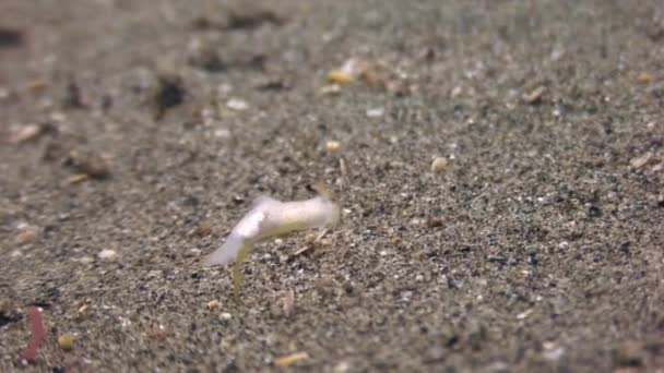 Nudibranch slug underwater in ocean of wildlife Philippines. — Stock Video