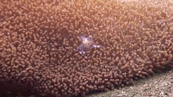 Putzergarnelen in Anemone von sandigem Boden unter Wasser in philippinischen Ozeanen. — Stockvideo