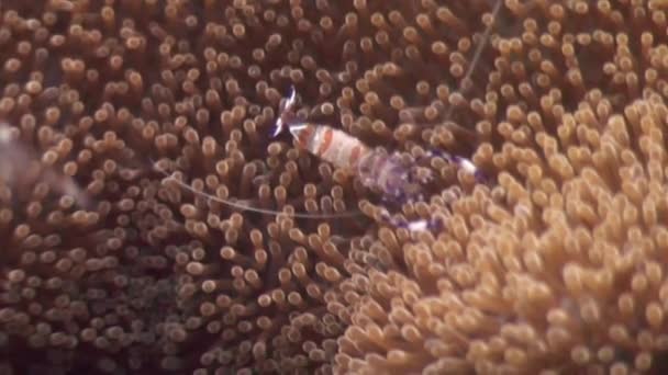 Cleaner shrimp in anemone of sandy bottom underwater in ocean Philippines. — Stock Video