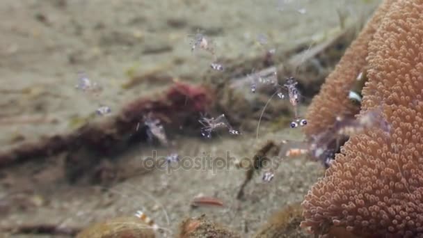 Camarones en anémona de fondo arenoso en agua limpia y clara del océano Filipinas . — Vídeo de stock