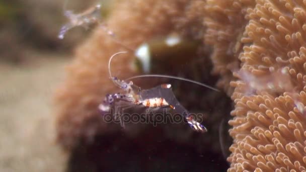 Garnalen in anemone van zanderige bodem in schone heldere water van de oceaan Filippijnen. — Stockvideo