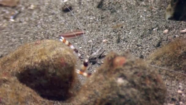 Shrimp in anemone of sandy bottom in clean clear water of ocean Philippines. — Stock Video