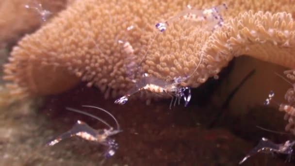 Camarão em anêmona de fundo arenoso em água limpa do oceano Filipinas . — Vídeo de Stock