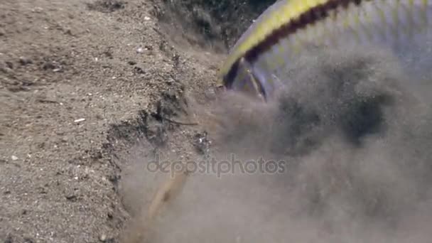 Цветные рыбы на песчаном дне в чистой воде Филиппин . — стоковое видео