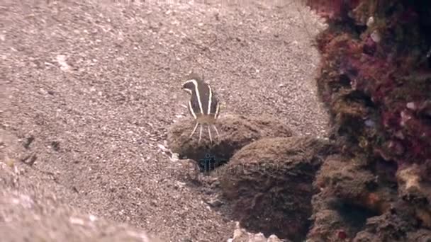 Poisson rayé sur fond sablonneux dans l'eau claire et propre de l'océan Philippines . — Video