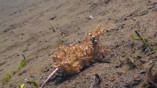 Čistší krevety na písčité dno v čisté čistá voda z oceánu Filipíny. — Stock video
