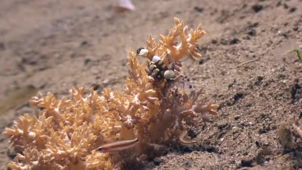 Cleaner shrimp on sandy bottom underwater in ocean Philippines. — Stock Video