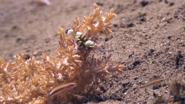 Renare räkor på sandbotten i rent klart vatten i havet Filippinerna. — Stockvideo