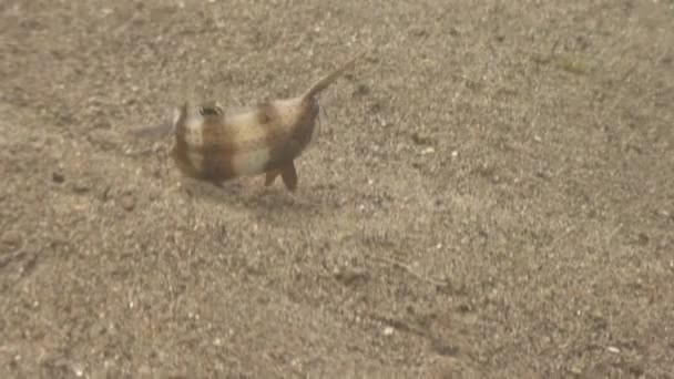 Pesci colorati sul fondo sabbioso in acque limpide e pulite dell'oceano Filippine . — Video Stock