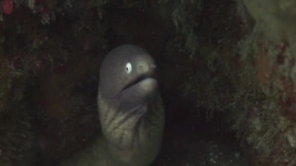 Félelmetes fekete moray víz alatti élővilág Fülöp-szigetek-óceán. — Stock videók