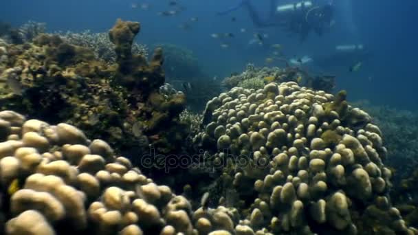 École de poissons colorés sous l'eau dans l'océan de la faune Philippines . — Video