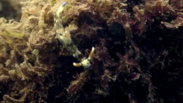 Zeeslak nudibranchs op diepzee in de oceaan van Filippijnen. — Stockvideo