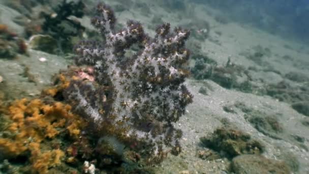 野生動物フィリピンの海で水中の柔らかいサンゴ. — ストック動画