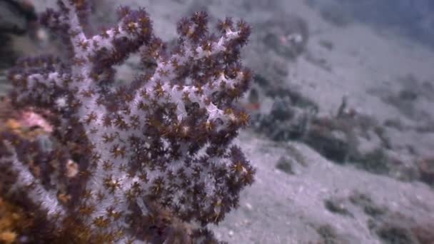 Coral suave en fondo arenoso en agua limpia y clara del océano Filipinas . — Vídeo de stock