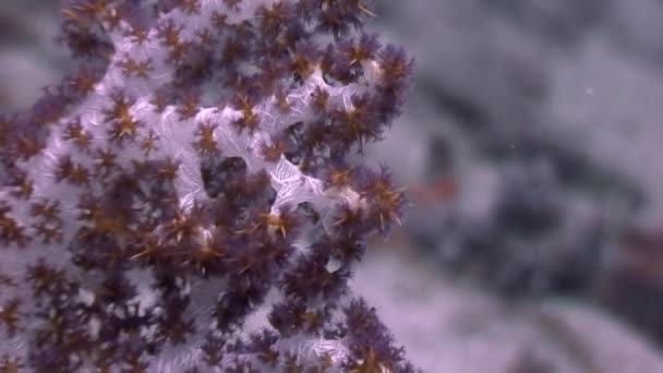 Mjuka koraller under vattnet i havet djurliv Filippinerna. — Stockvideo