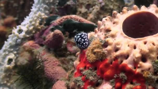 Nudibranquios babosa bajo el agua en el océano de la vida silvestre Filipinas . — Vídeos de Stock