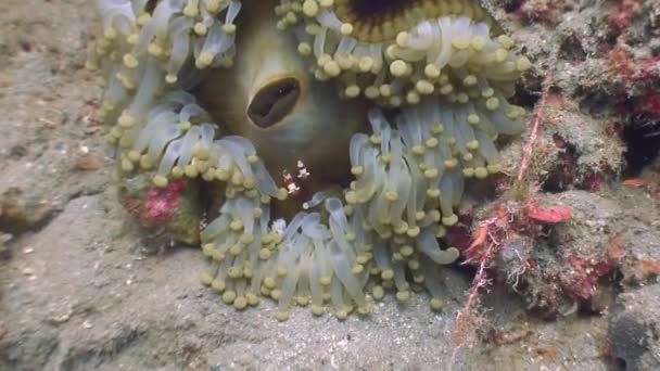 Anemon sualtı yaban hayatı Filipinler ocean. — Stok video