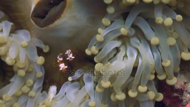 Anemone pod wodą w oceanie dzikiej Filipiny. — Wideo stockowe