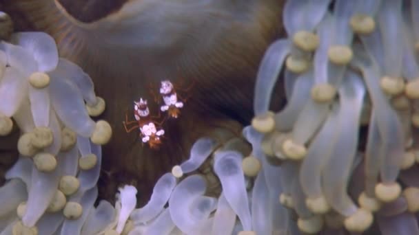 Anemone underwater in ocean of wildlife Philippines. — Stock Video