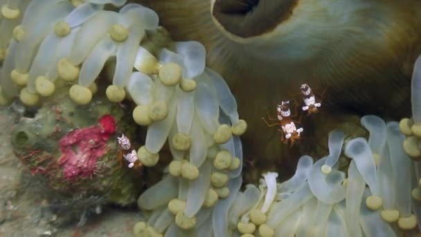 Anemone pod wodą w oceanie dzikiej Filipiny. — Wideo stockowe