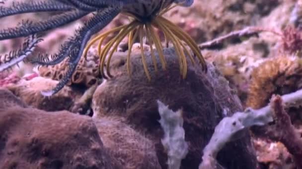 Sea lily underwater in ocean of wildlife Philippines. — Stock Video