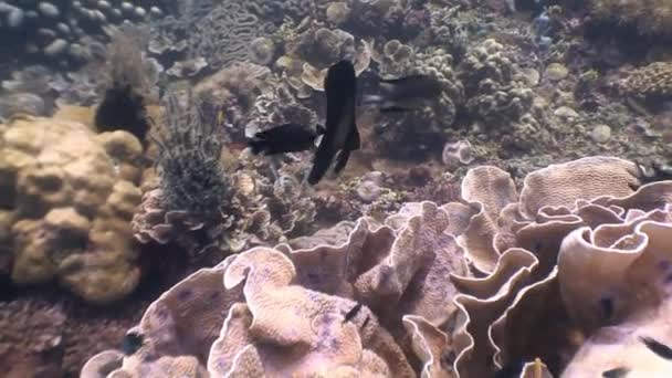 Escuela de peces de colores bajo el agua en el océano de la vida silvestre Filipinas — Vídeo de stock