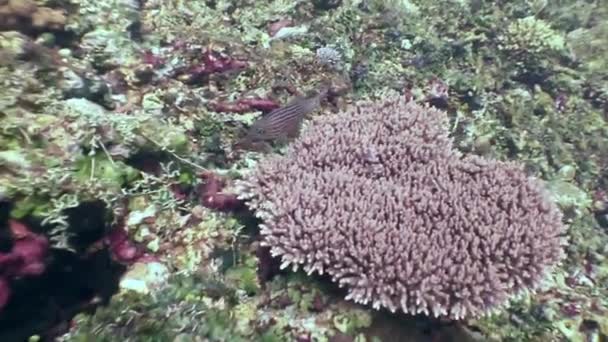 Pesci sott'acqua nell'oceano della fauna selvatica Filippine . — Video Stock