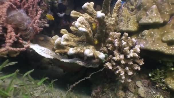 Школа різнокольорових риб під водою на фоні коралів в океан Філіппіни. — стокове відео