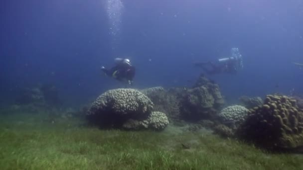 Dalgıçlar suyun altında yaban hayatı Filipinler ocean mercan arka plan üzerinde yüzmek. — Stok video