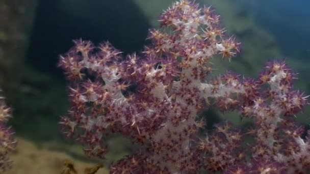 Coral macio subaquático no oceano da vida selvagem Filipinas . — Vídeo de Stock