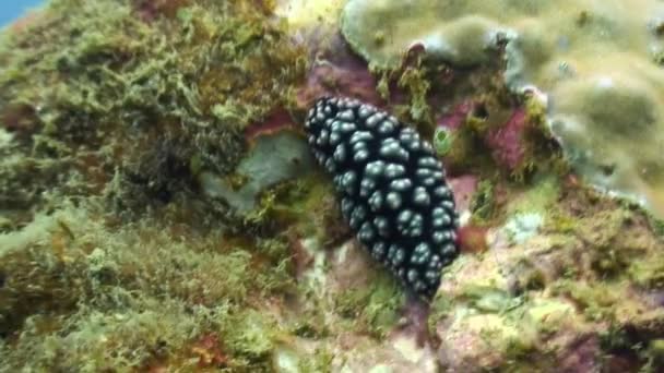 Nudibranchs slug underwater in ocean of wildlife Philippines. — Stock Video